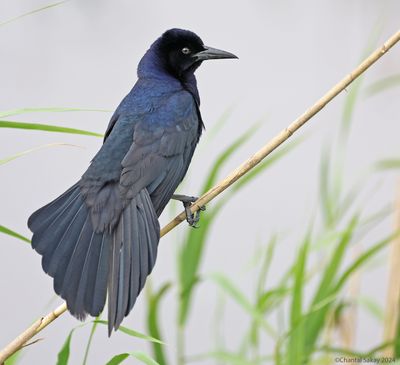 Great-tailed-Grackle-2.jpg