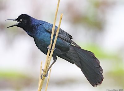 Great-tailed-Grackle-4.jpg