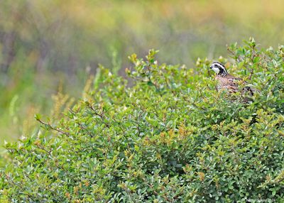 Northern-Bobwhite.jpg