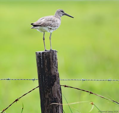 Willet-3.jpg