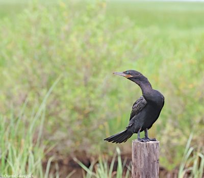Double-crested-Cormorant