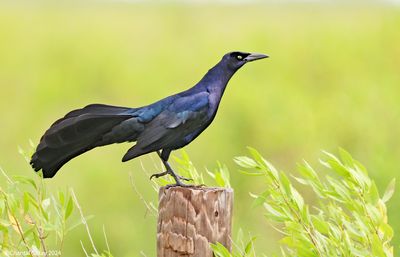 Great-tailed-Grackle-5.jpg