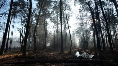 in a forest