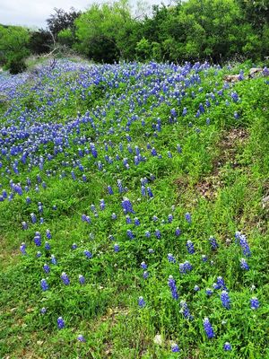 Texas Bluebonnets