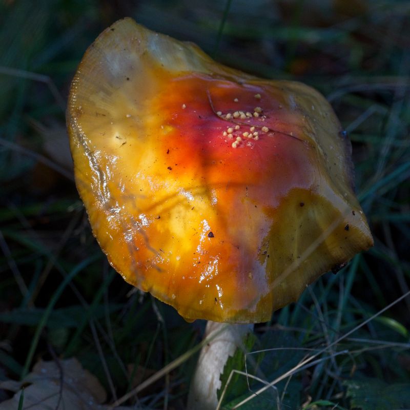GM5_9490.jpg