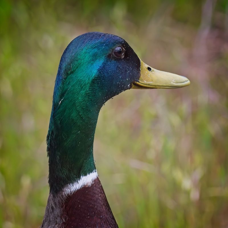 GM5_1570.jpg