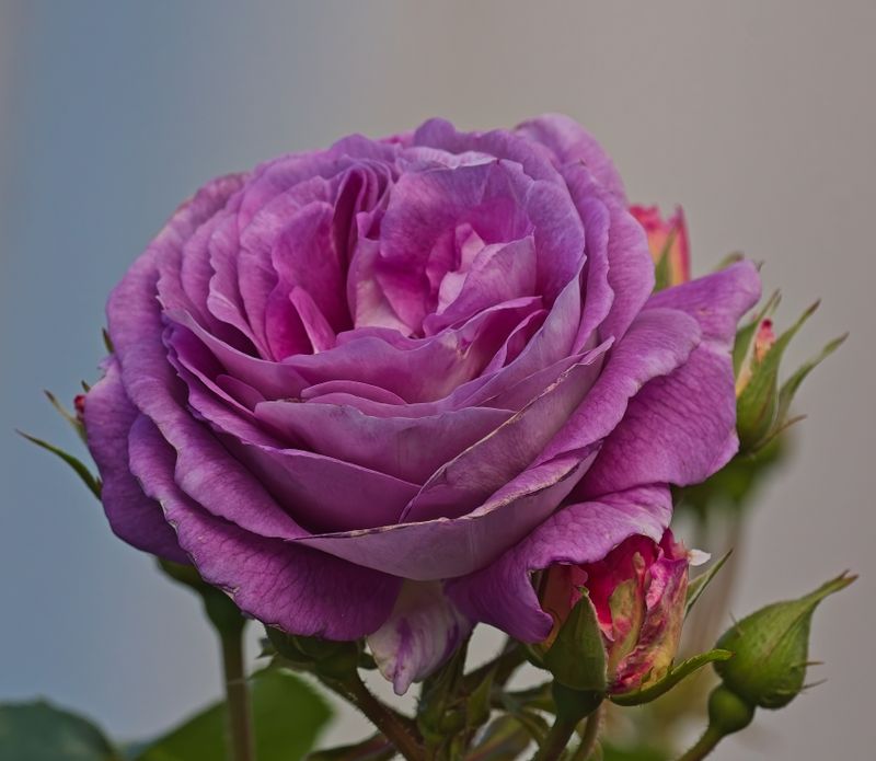 GM5_1639.jpg