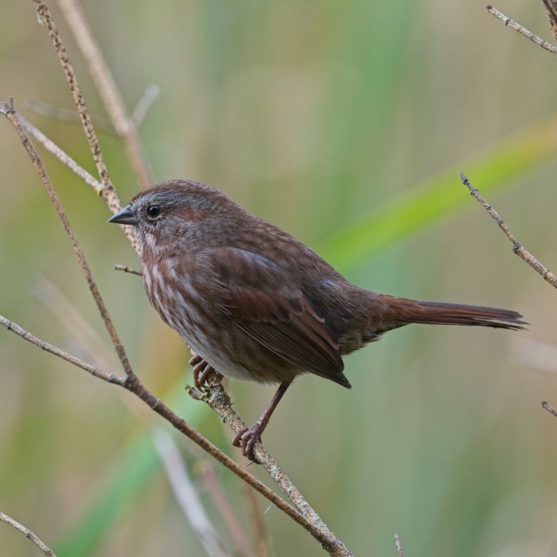 GM5_2455.jpg
