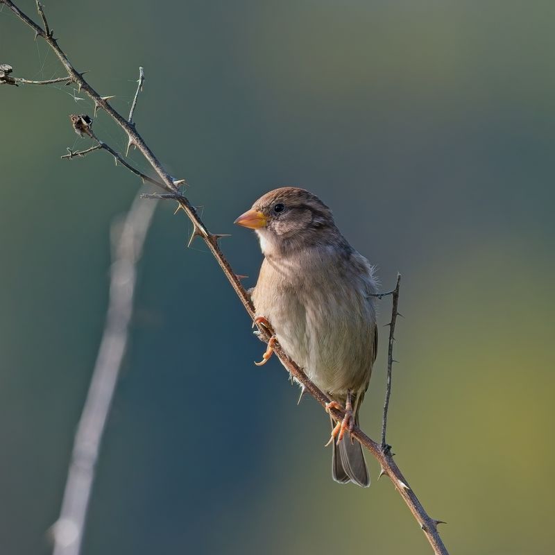 GM5_2502.jpg