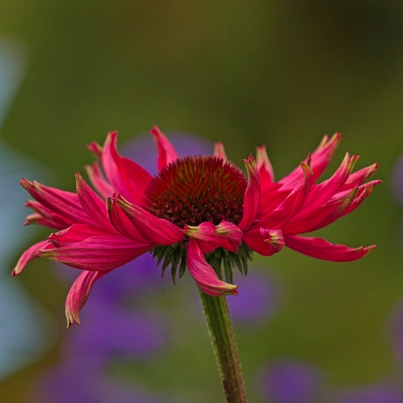 GM5_2556.jpg