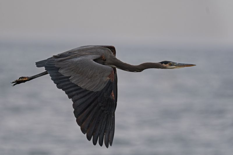 GM5_2640.jpg