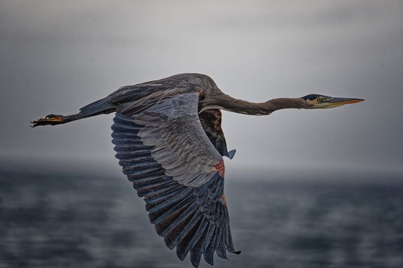 Birds in Flight