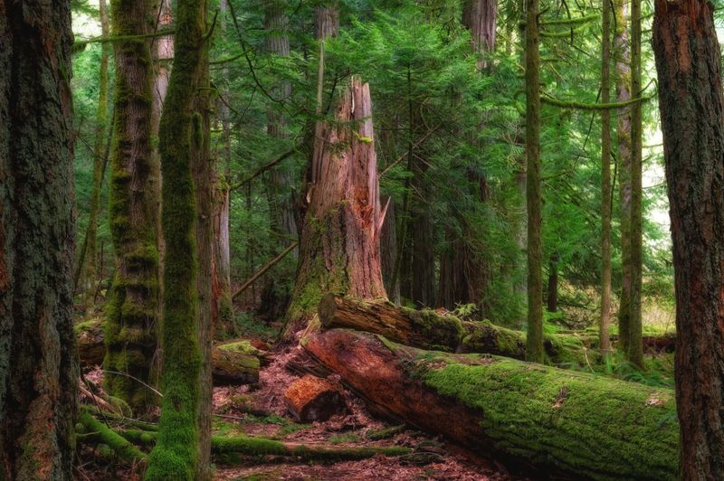Temperate Rainforest