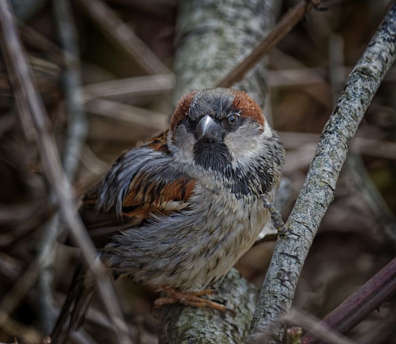Birds
