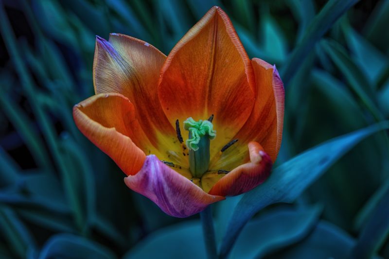 Macro