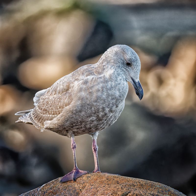 Gulls