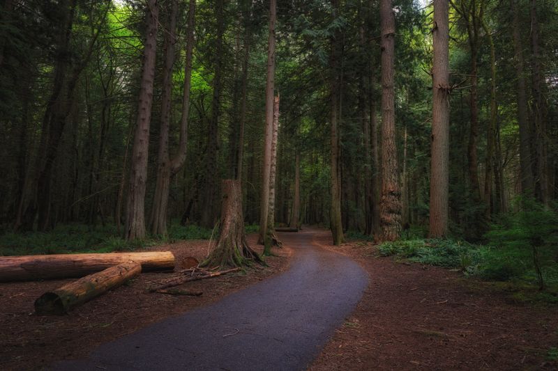 Temperate Rainforest