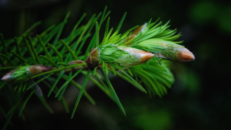 Macro