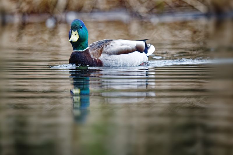 Waterfowl and Shore Birds