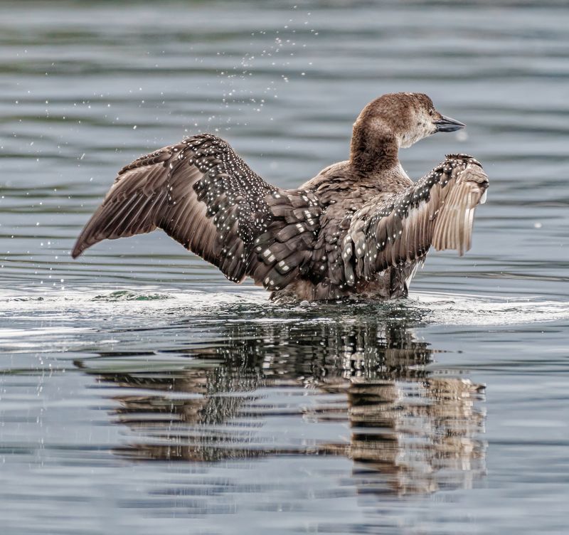Waterfowl and Shore Birds