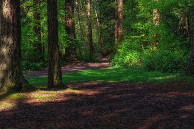 Temperate Rainforest