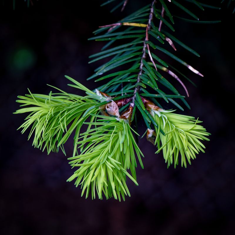 Macro