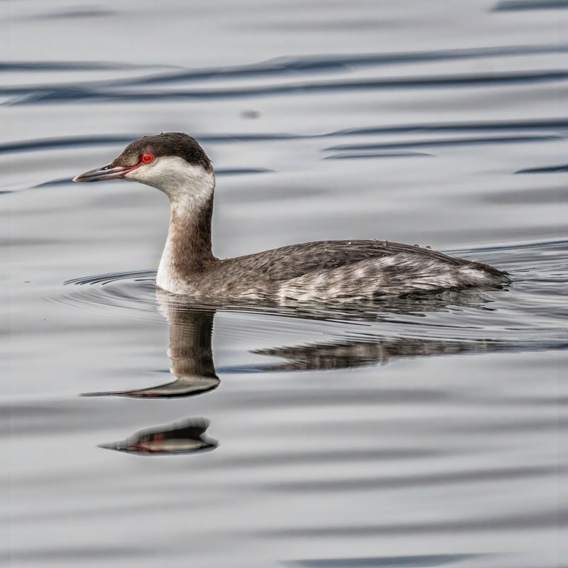 Waterfowl and Shore Birds