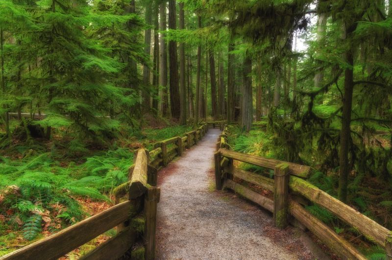 Temperate Rainforest