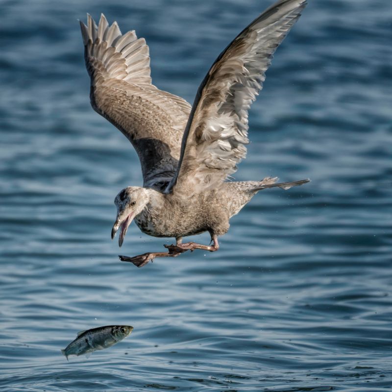 Gulls