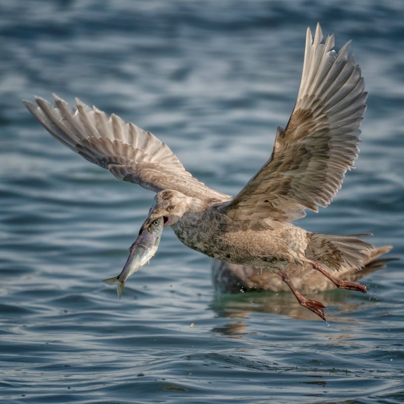 Gulls