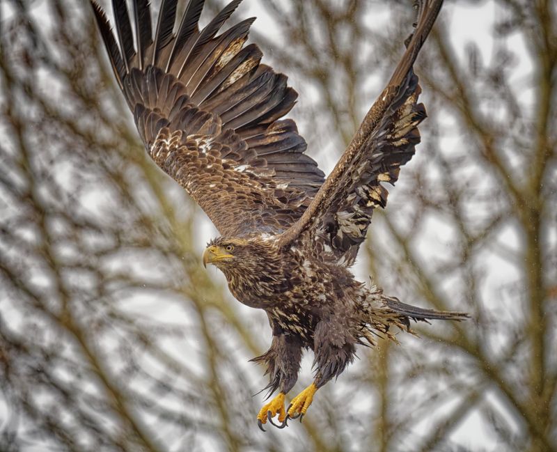 Birds in Flight
