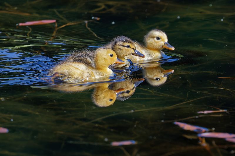 Waterfowl and Shore Birds