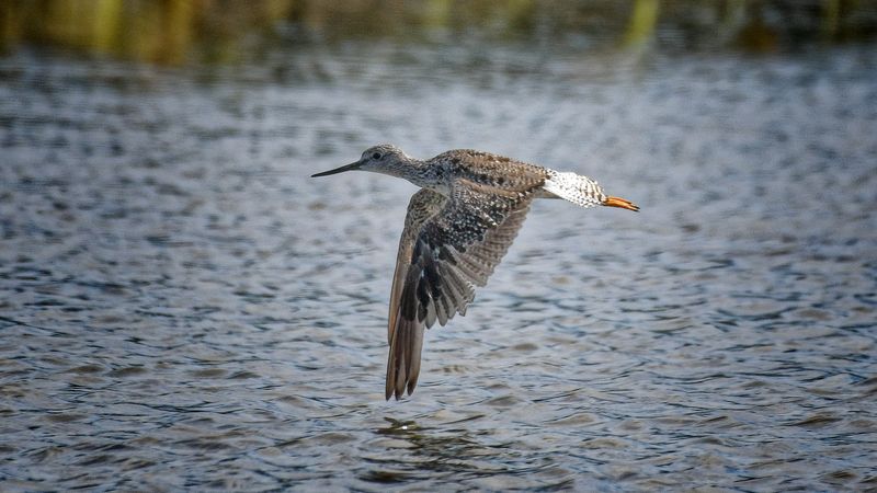 Birds in Flight