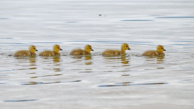 Waterfowl and Shore Birds