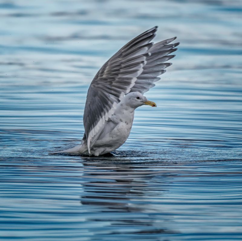 Gulls