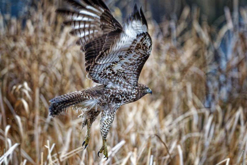 Birds in Flight