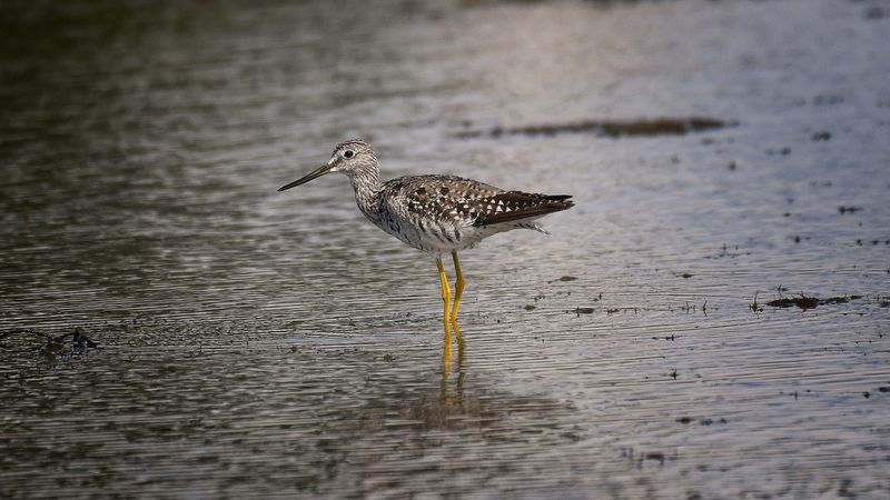 Waterfowl and Shore Birds