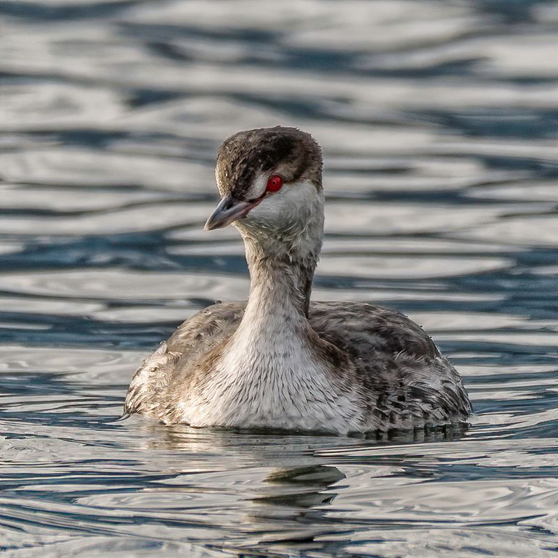 Waterfowl and Shore Birds