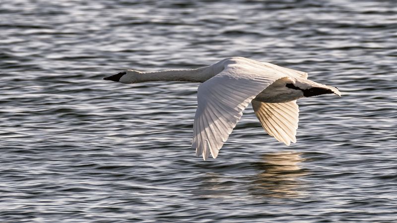 Birds in Flight