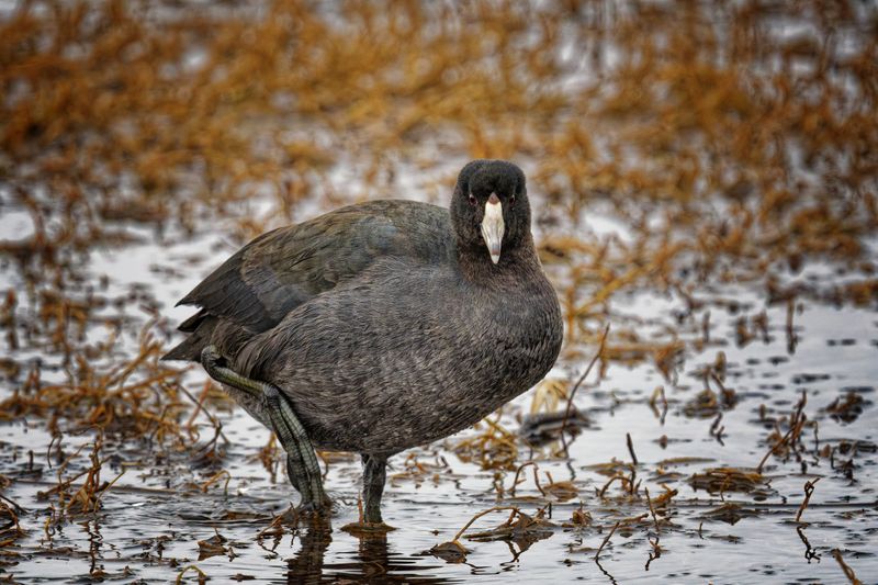 Waterfowl and Shore Birds