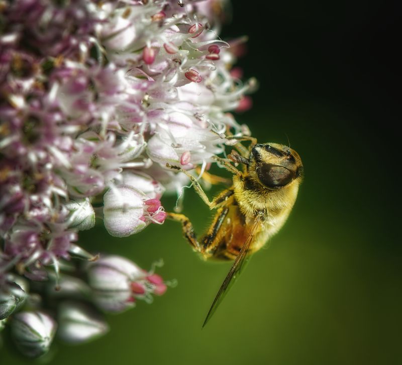 Macro