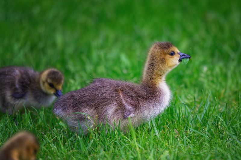 Waterfowl and Shore Birds