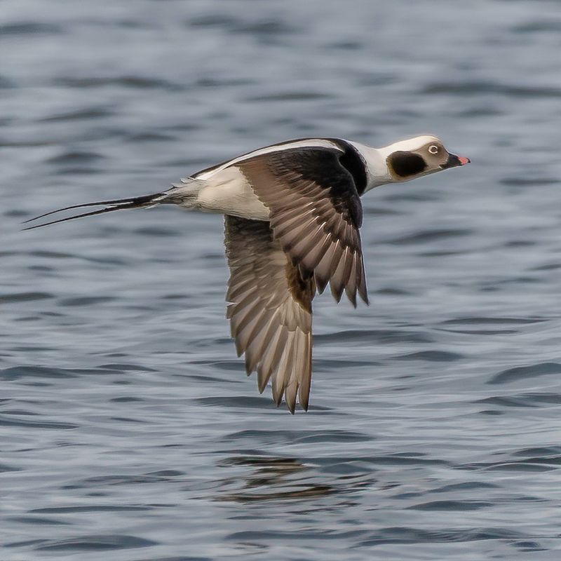 Birds in Flight