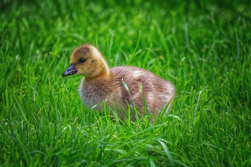 Waterfowl and Shore Birds