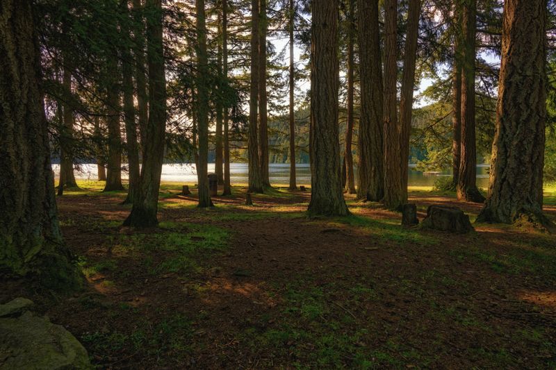 Woodlands