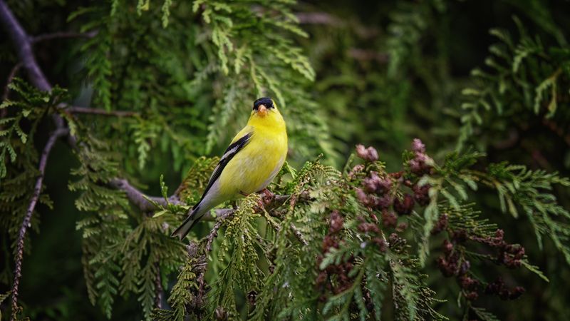 Birds