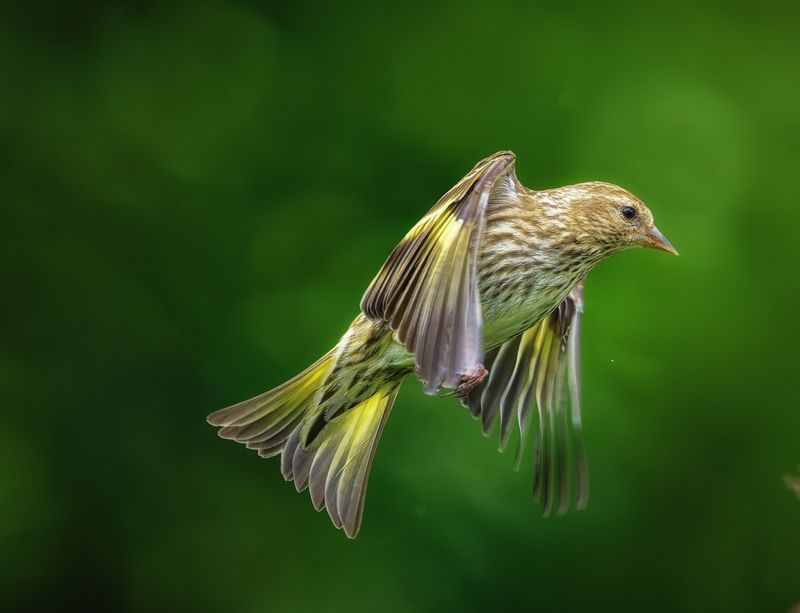 Birds in Flight