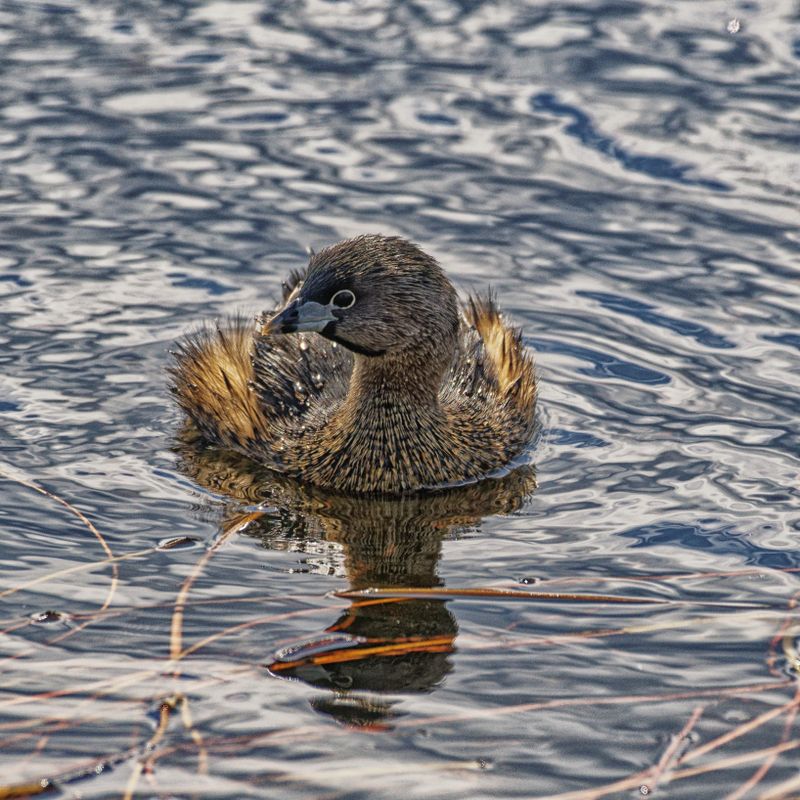 Waterfowl and Shore Birds
