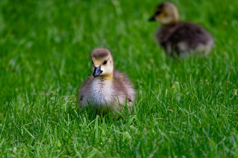 Waterfowl and Shore Birds