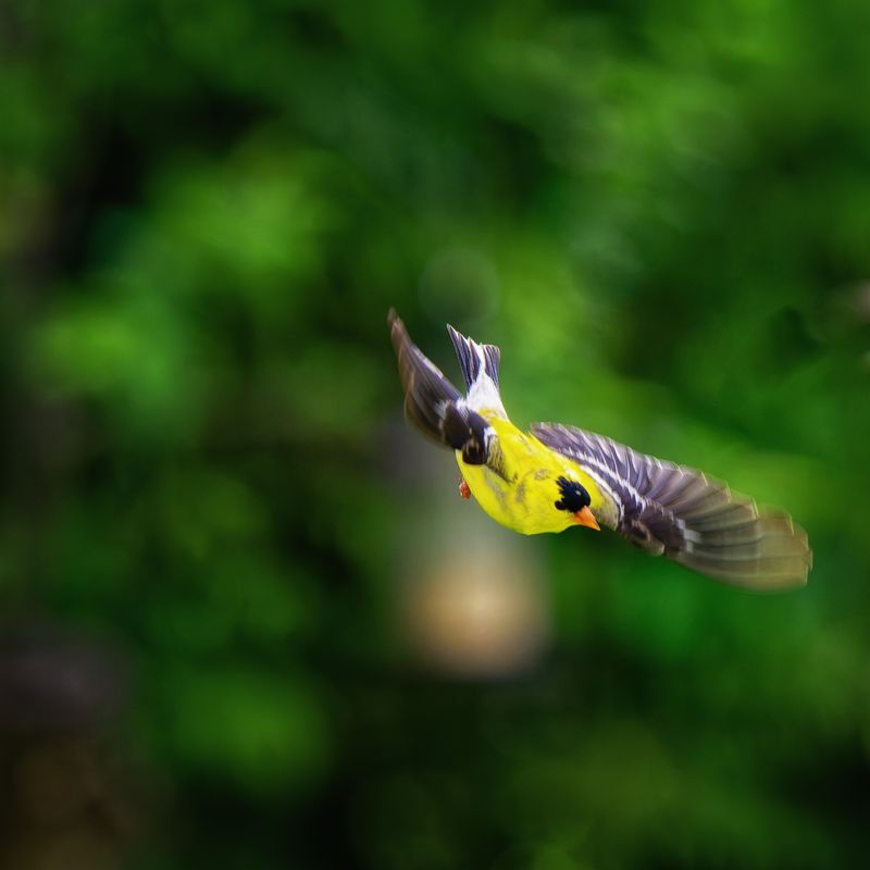 Birds in Flight